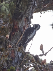 Picoides tridactylus