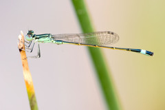 Ischnura evansi