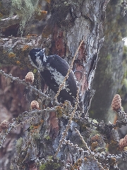 Picoides tridactylus