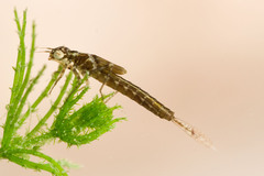 Ischnura evansi