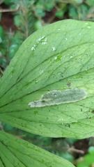 Parallelomma paridis