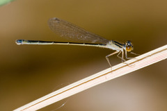 Ischnura evansi