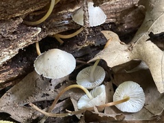 Mycena laevigata