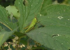 Patanga japonica