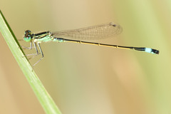 Ischnura evansi
