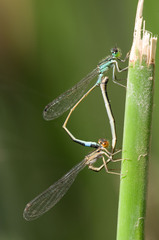 Ischnura evansi