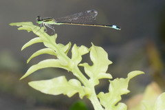Ischnura evansi