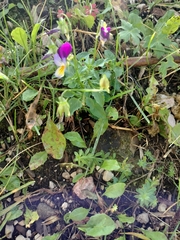 Viola tricolor