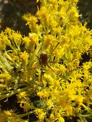 Oligolophus tridens