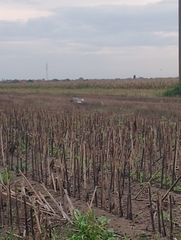 Streptopelia decaocto