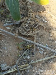 Agama aculeata