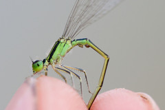 Ischnura evansi