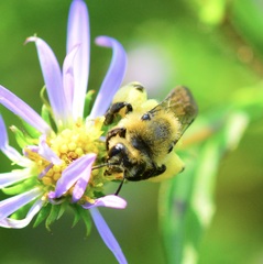 Andrena asteris
