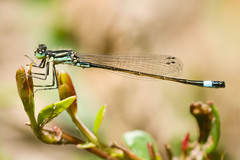Ischnura evansi