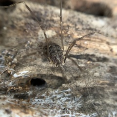 Nelima