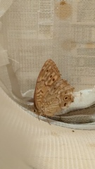 Neope goschkevitschii