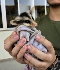 Didelphis albiventris