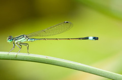 Ischnura evansi