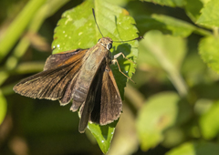 Asbolis capucinus