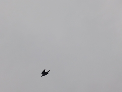 Streptopelia decaocto