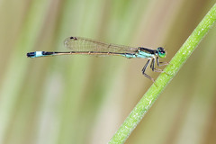 Ischnura evansi