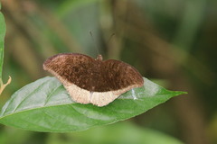 Tanaecia lepidea