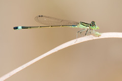 Ischnura evansi