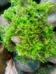 Homalothecium sericeum