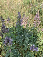Agastache foeniculum