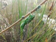 Catantopinae
