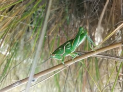 Catantopinae