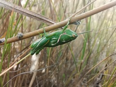 Catantopinae