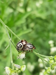 Zygogramma bicolorata