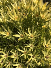Leucadendron xanthoconus