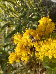 Phymata pennsylvanica