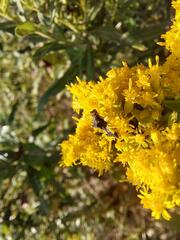 Phymata pennsylvanica