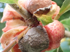 Andricus quercusstrobilanus