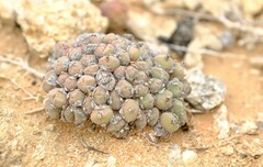 Conophytum hians