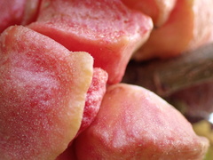 Andricus quercusstrobilanus