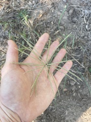 Chloris verticillata