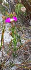 Polygala bracteolata