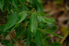 Steganotaenia araliacea