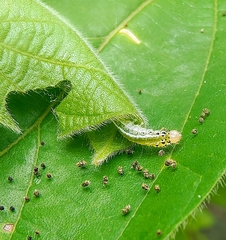 Filodes fulvidorsalis