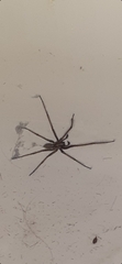Eratigena atrica