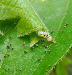 Filodes fulvidorsalis