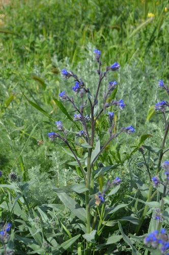 Anchusa leptophylla, photograph 1
