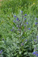 Anchusa leptophylla, photograph (c) Ирина Хохрякова, some rights reserved (CC BY)