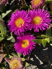 Carpobrotus quadrifidus