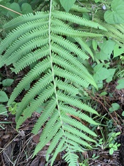 Pelazoneuron kunthii