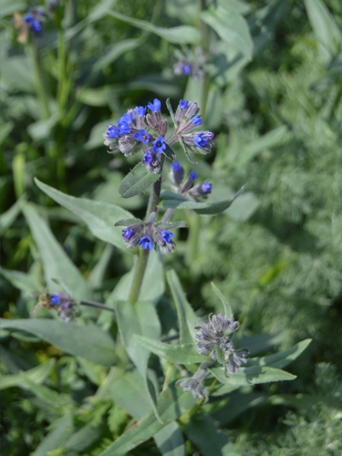 Anchusa leptophylla, photograph 2